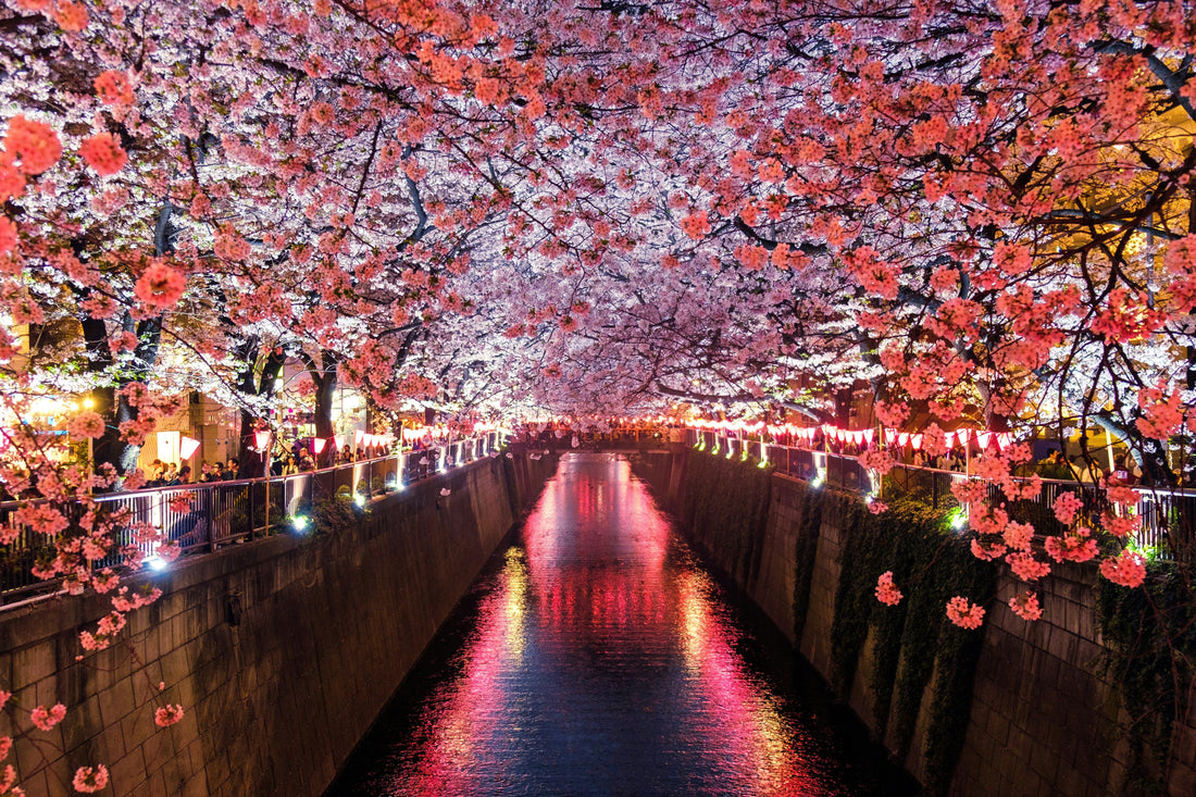 Why You Should Do a Working Holiday in Japan