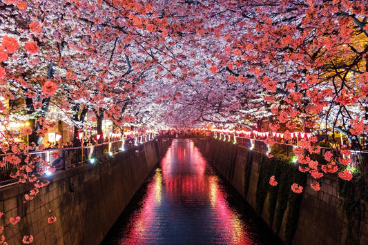 Why You Should Do a Working Holiday in Japan