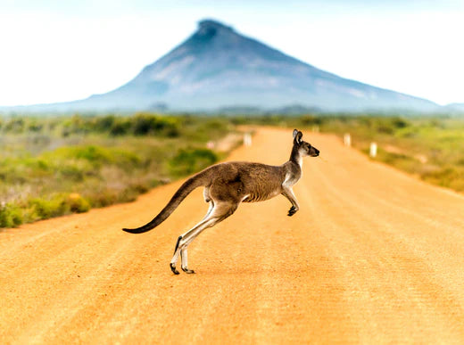 Top 5 Reasons to Travel to Australia